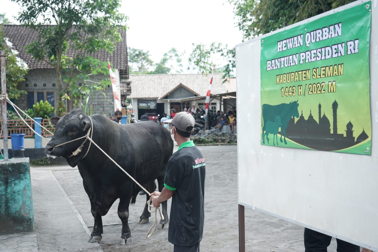 9 Sapi Bebas PMK dari Gubernur, Wagub DIY, dan Presiden RI Telah Terdistribusi