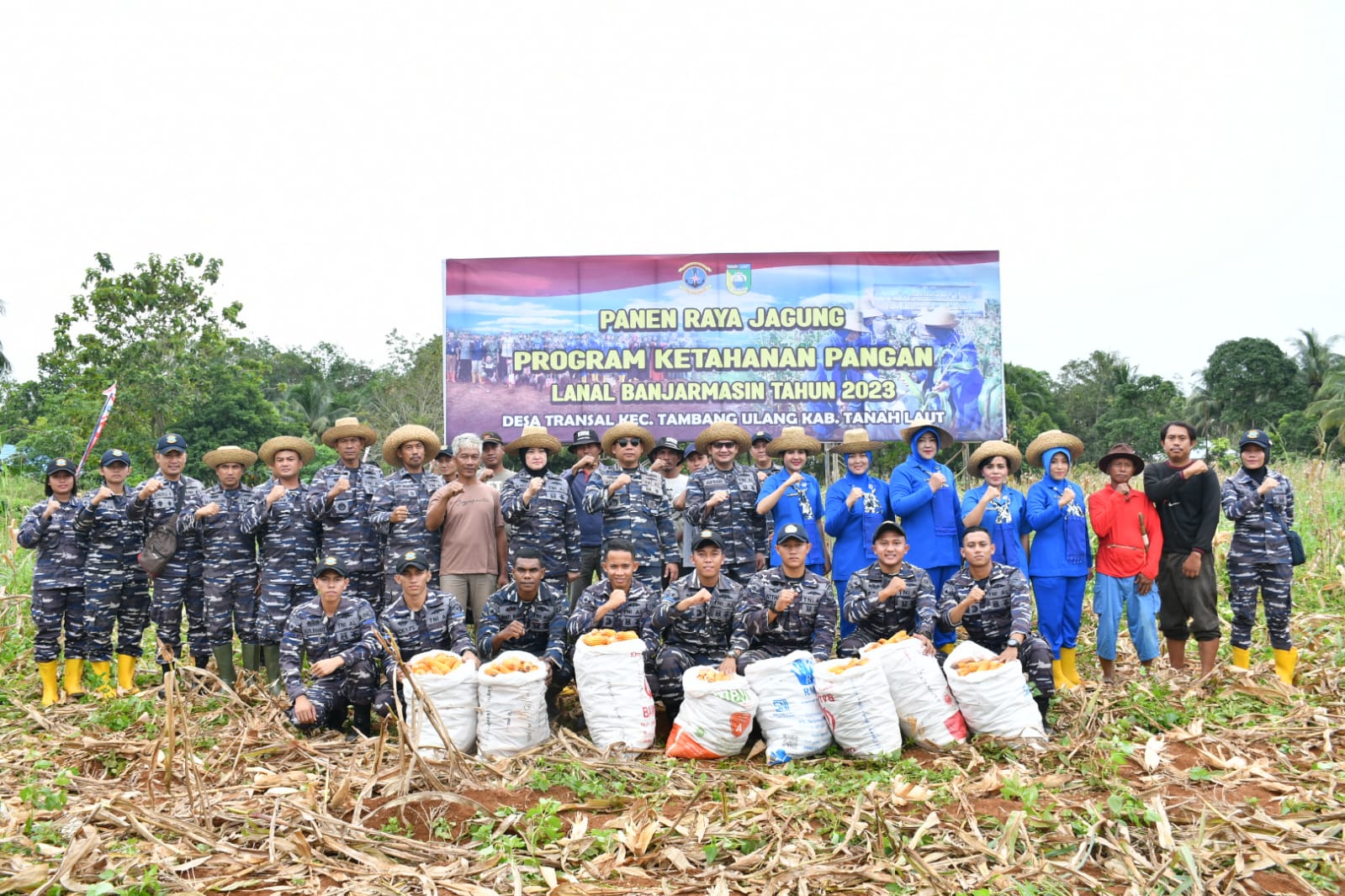 Dukung Program Ketahanan Pangan, TNI AL Banjarmasin Laksanakan Panen Raya Jagung Ke 3