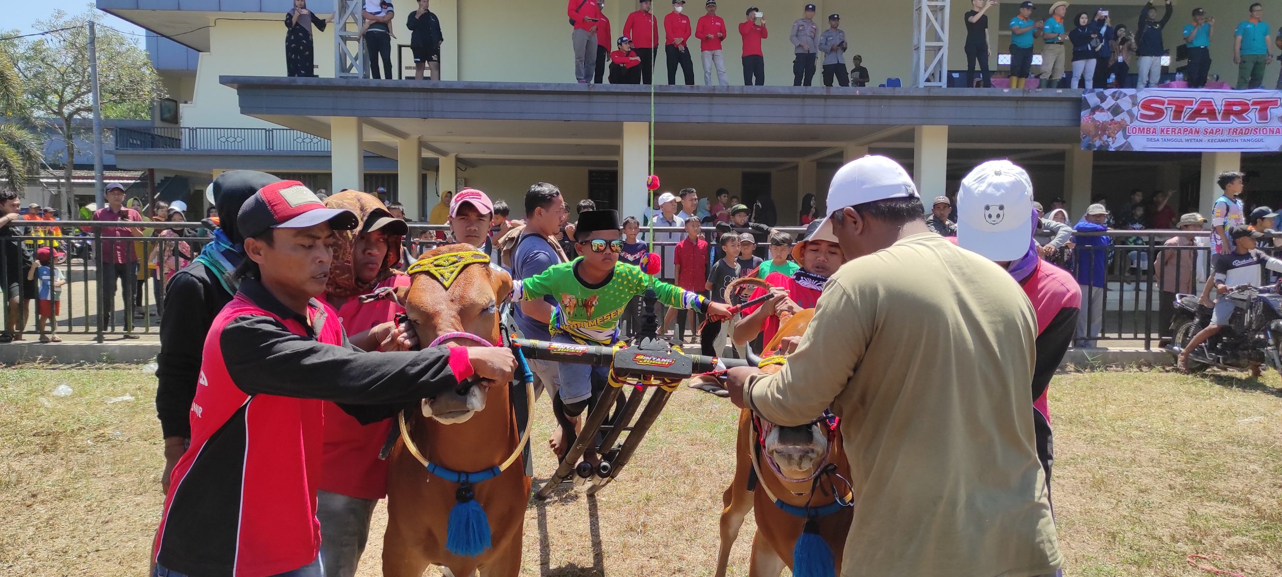 Tak Hanya di Madura, Bupati Jember Buka Karapan Sapi di Tanggul Wetan