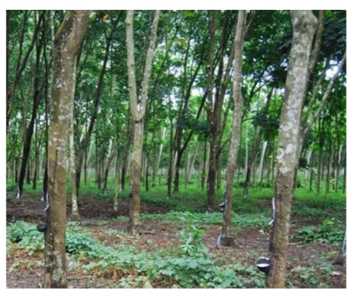 Pusat Studi Eco Enzyme ULM Optimis Eco Enzyme Mampu Mengatasi Penyakit Tanaman Karet