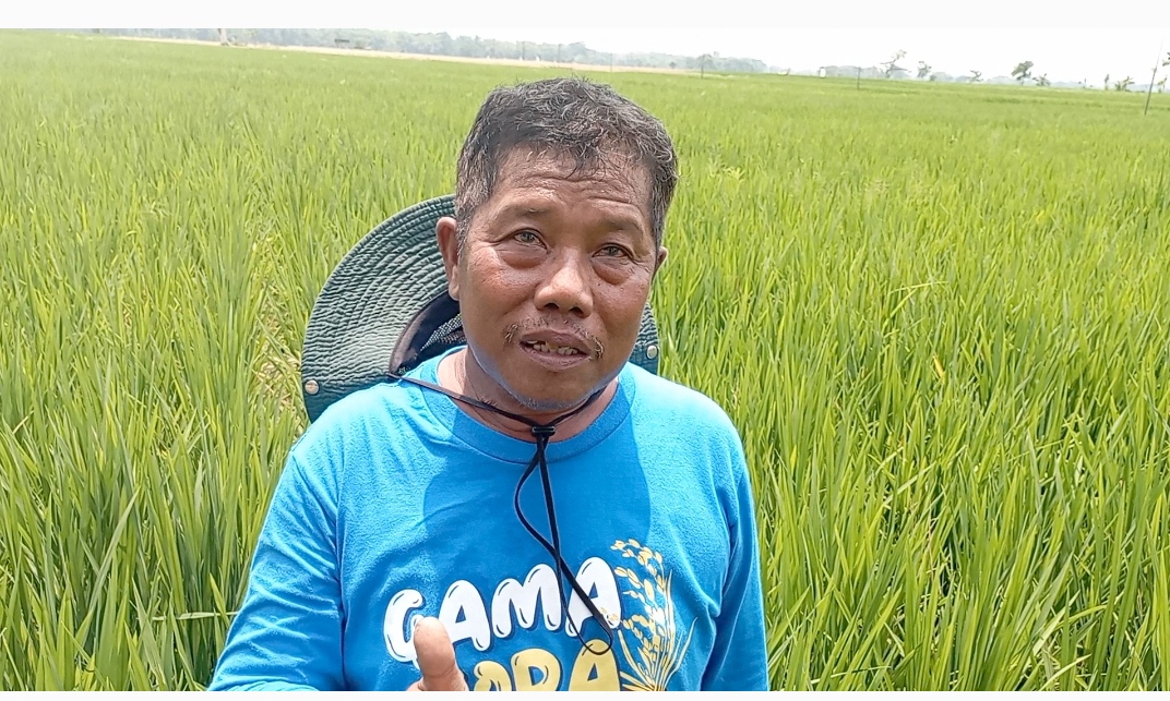 Petani Ngawi Rasakan Manfaat Menanam Padi Gamagora 7 UGM