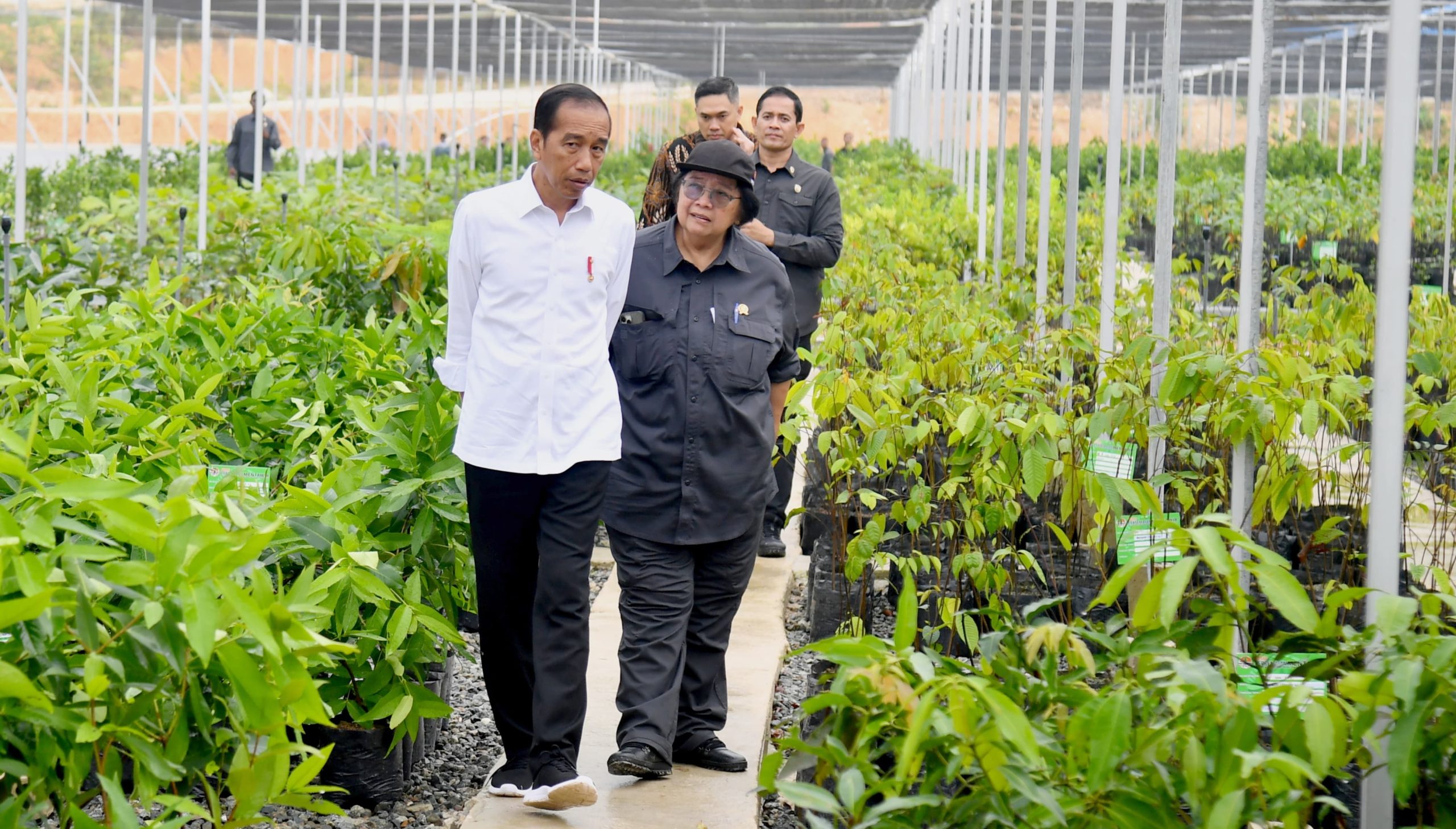 Jokowi Didampingi Menteri LHK Menerima 100 CEO, Tinjau Persemaian Mentawir di IKN Presiden Jokowi dan Menteri LHK Siti Nurbaya melakukan peninjauan Persemaian Mentawir di IKN - (foto: ist)