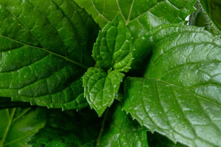 Mudah, Begini Cara Mengolah Daun Sirih untuk Atasi Bau Badan Secara Alami Daun Sirih untuk Atasi Bau Badan
