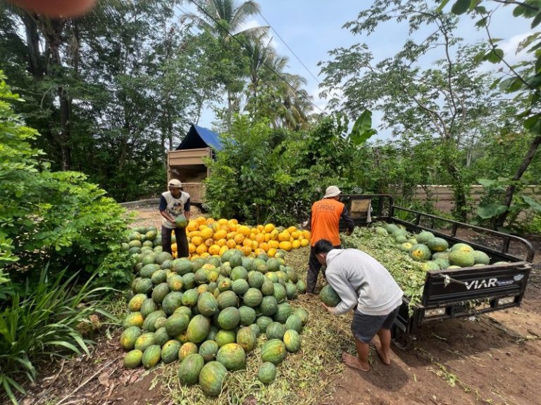 Kolaborasi Instiper dan Petani Gunungkidul Atasi Tantangan Kekeringan dengan Teknologi Pemanenan Air Hujan dan Irigasi Otomatis