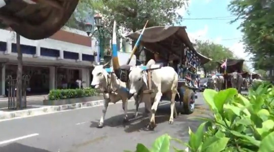 Unik! Korban Malioboro City Akan Bawa Puluhan Gerobak Sapi Gelar Pisowanan Ke Kraton Yogya