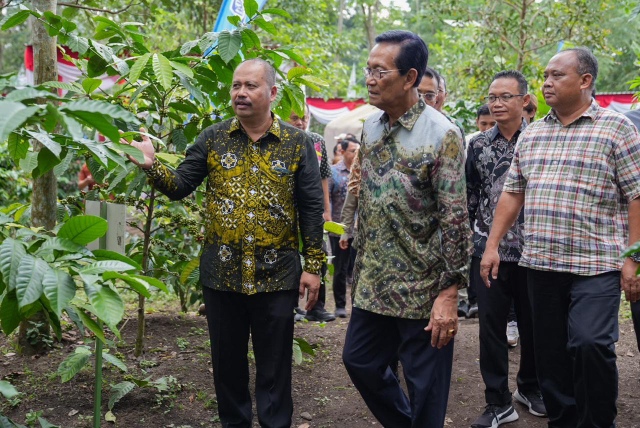 Panen Perdana Kopi Robusta Lereng Merapi di Sleman