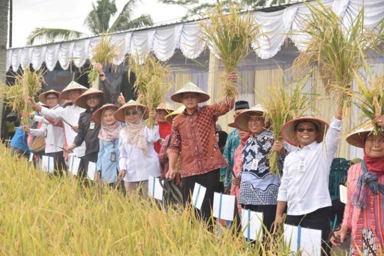Wakil Bupati Panen Padi Organik Varietas Sembada Merah, Unggulan Sleman