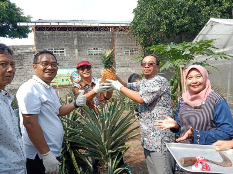 Pj.Lurah Maguwoharjo Panen Perdana Nanas Bagong