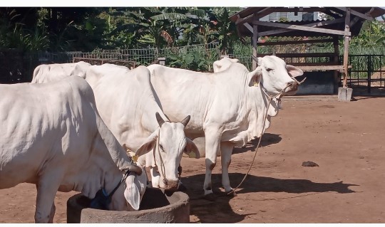 Fapet UGM Kembangkan Kit Deteksi Kerusakan DNA Spermatozoa Sapi untuk Keberhasilan Inseminasi Buatan