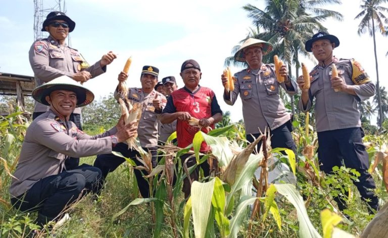 Polsek Palu Barat Panen Jagung Dukung Ketahanan Pangan (Foto : MN)