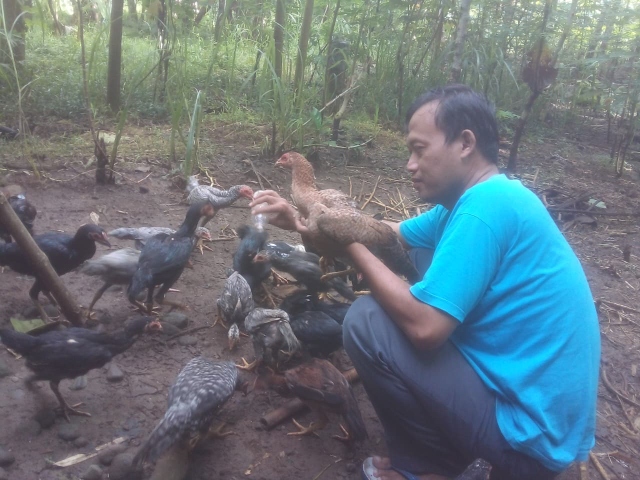 Ternak Ayam Kampung Tak Perlu Besar, Modal Awal Hanya Rp132.000