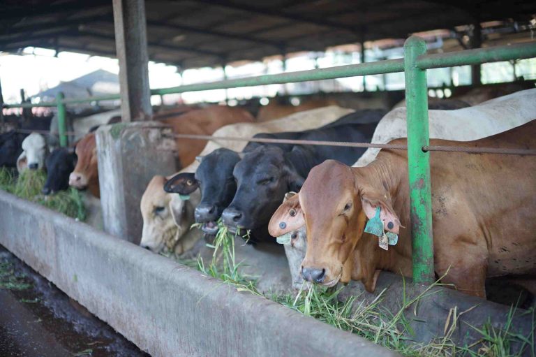Penuhi Kebutuhan Iduladha 1447 H, Perumda Dharma Jaya Targetkan Penyediaan 900 Ekor Sapi