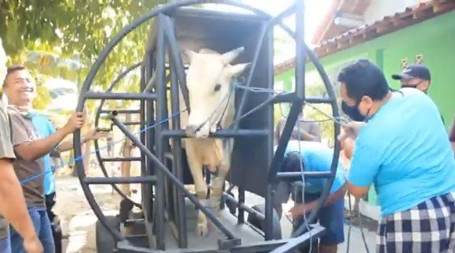 Jelang Idul Adha, Fapet UGM Kenalkan Gama Abilawa Portable Restraining Box untuk Hewan Kurban